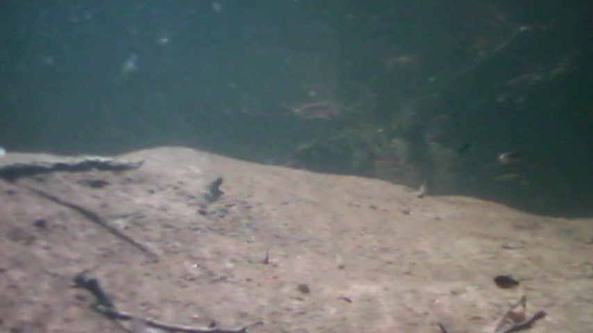 parr1